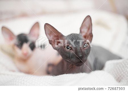 two sphynx kitten on a light background, copy space two sphynx kitten on a light background, copy space 72687303