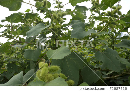 Cowboy Cowboy 72687516