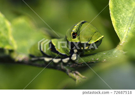 Spangle larva Butterfly larva Spangle 72687518
