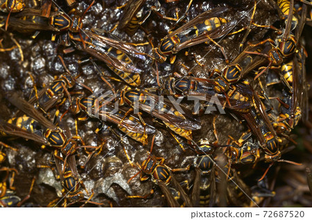 Many bees, paper wasps, beehives Many bees, paper wasps, beehives 72687520