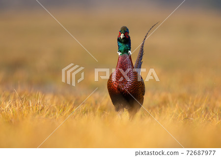Common pheasant male approaching from front on autumn field. Common pheasant male approaching from front on autumn field. 72687977