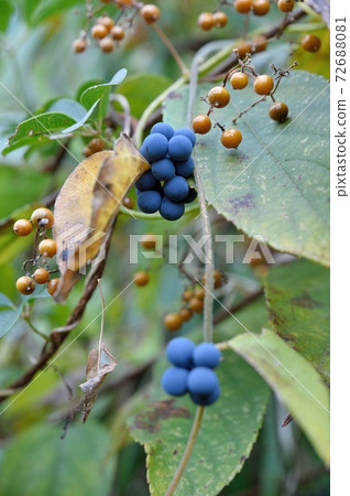 Fruit of Aotutsurafuji 72688081