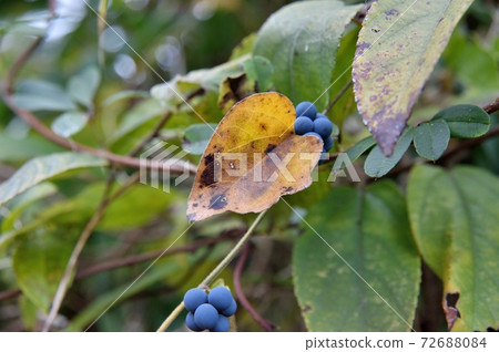 Fruit of Aotutsurafuji 72688084
