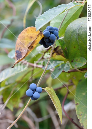 Fruit of Aotutsurafuji 72688085
