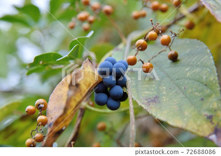 Fruit of Aotutsurafuji 72688086