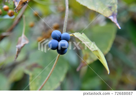 Fruit of Aotutsurafuji 72688087