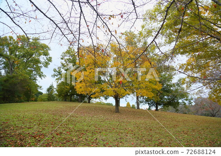 Autumn park Sakura autumn leaves 72688124