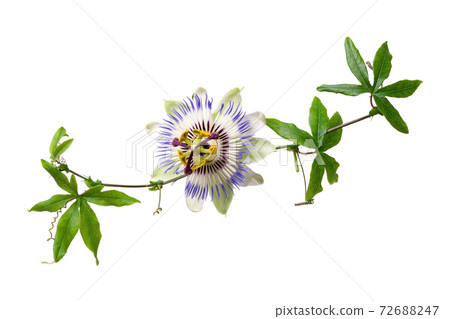 Passiflora passionflower isolated on white background. Big beautiful flower. A branch of creepers. Passiflora passionflower isolated on white background. Big beautiful flower. A branch of creepers. 72688247