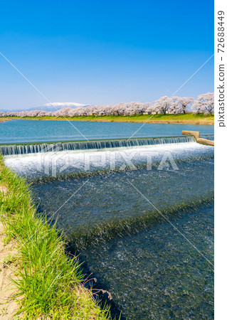A famous place for cherry blossoms in Tohoku, Ichimoku Senbon Sakura [Miyagi Prefecture] 72688449