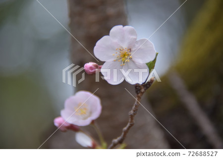 Cherry Blossoms	 72688527