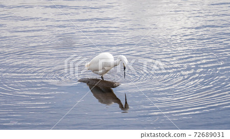 Waterside tut 72689031