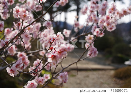 Plum blossoms in full bloom 72689071