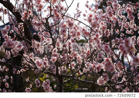 梅花盛開 72689072