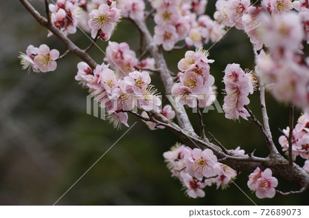 Plum blossoms in full bloom Plum blossoms in full bloom 72689073
