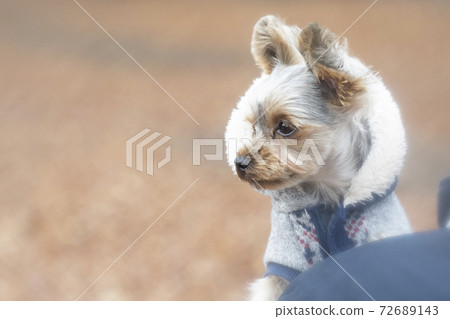 Yorkshire terrier in a park of fallen leaves and a hooded jacket 72689143
