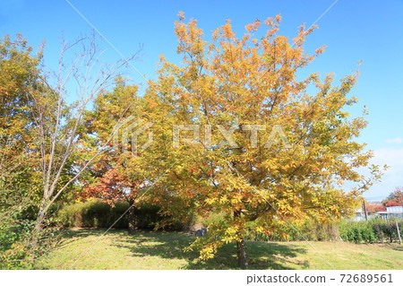 秋天公園栗樹黃色葉子 秋天公園栗樹黃色葉子 72689561