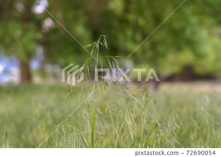 Close up view of green plant with small leaves and fragile stems in the forest Close up view of green plant with small leaves and fragile stems in the forest 72690054