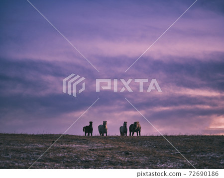 日出和北海道馬 日出和北海道馬 72690186