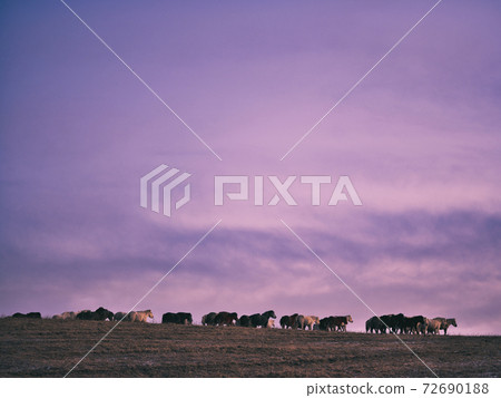 Sunrise and Hokkaido horse Sunrise and Hokkaido horse 72690188