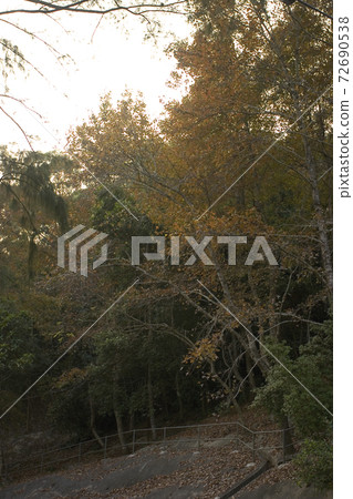 1 Jan 2006 the nature of landscape of plants at hong kong 72690538