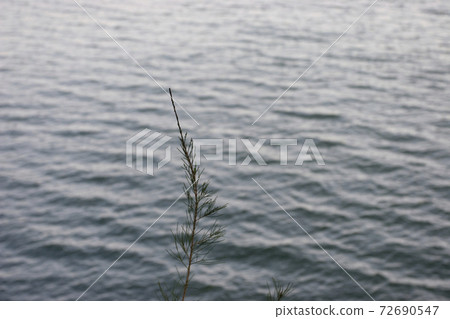 1 Jan 2006 the landscape of Plover Cove Country Park 1 Jan 2006 the landscape of Plover Cove Country Park 72690547
