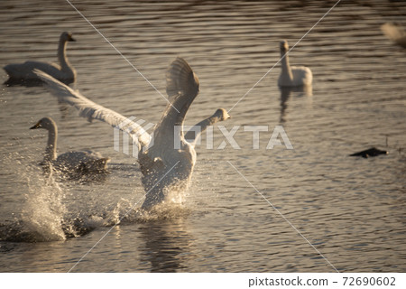 A swan running out of the water for a run-up 72690602