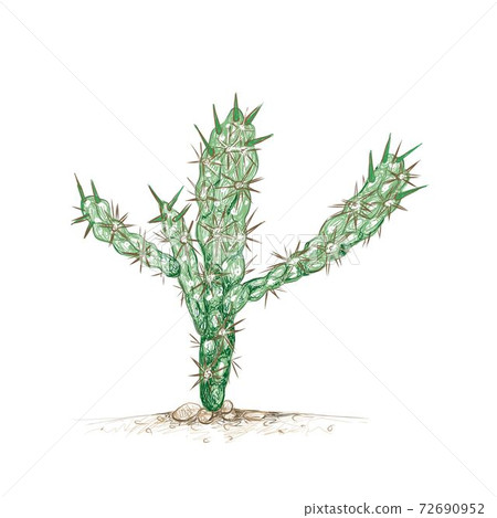Hand Drawn Sketch of Cylindropuntia or Chollas Cactus 72690952