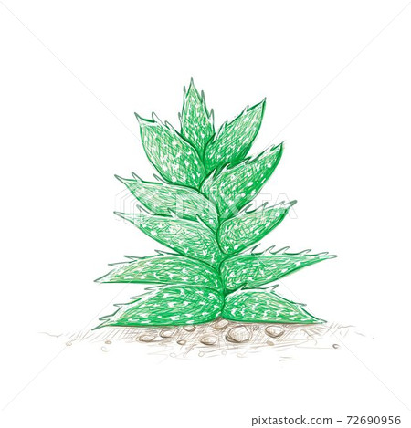 Hand Drawn of Aloe Juvenna Cactus Plant Hand Drawn of Aloe Juvenna Cactus Plant 72690956
