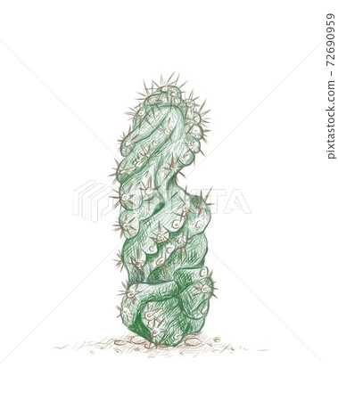 Hand Drawn Sketch of Cereus Forbesii Spiralis Cactus 72690959