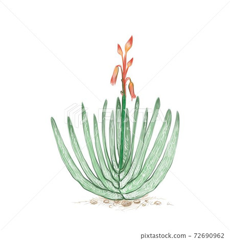 Hand Drawn Sketch of Aloe Plicatilis Plant 72690962