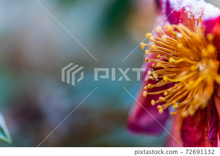 椿花和通過霜的花 椿花和通過霜的花 72691132