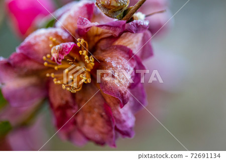 Camellia flowers and flowers that have passed the frost Camellia flowers and flowers that have passed the frost 72691134