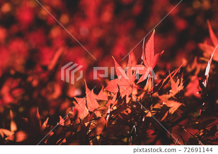 Close-up of red autumn leaves and background blur of autumn leaves Transmitted light c-2 film style 72691144