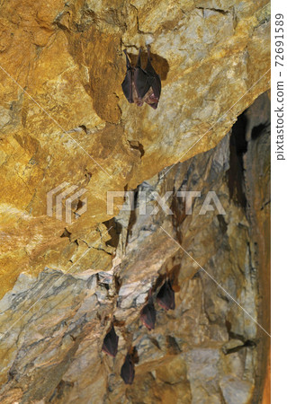 [居住在郡上石灰岩洞穴中的蝙蝠]岐阜縣郡上市八man町入里馬 72691589