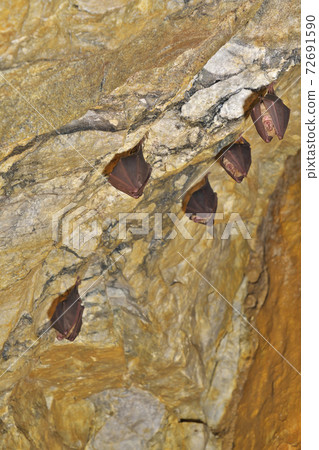 [Bats inhabiting Gujo Limestone Cave] Iruma, Hachiman-cho, Gujo City, Gifu Prefecture 72691590
