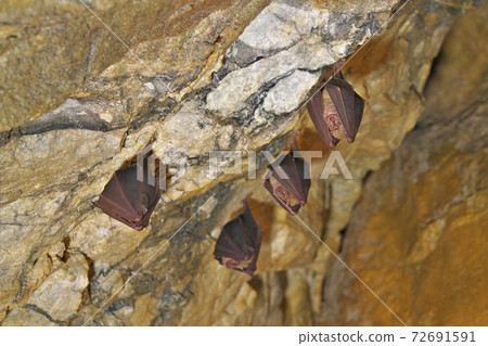[居住在郡上石灰岩洞穴中的蝙蝠]岐阜縣郡上市八man町入里馬 72691591