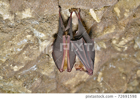 [Bats inhabiting Gujo Limestone Cave] Iruma, Hachiman-cho, Gujo City, Gifu Prefecture 72691598