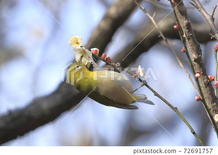 White-eye that sucks the nectar of plum blossoms White-eye that sucks the nectar of plum blossoms 72691757