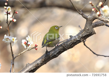 White-eye that sucks the nectar of plum blossoms White-eye that sucks the nectar of plum blossoms 72691758