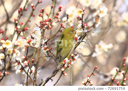 White-eye that sucks the nectar of plum blossoms White-eye that sucks the nectar of plum blossoms 72691759