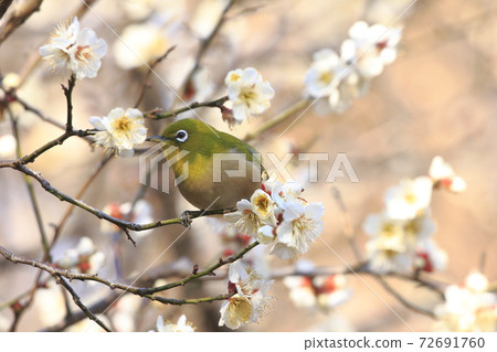 White-eye that sucks the nectar of plum blossoms White-eye that sucks the nectar of plum blossoms 72691760