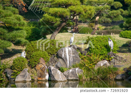 Kiyosumi Garden, Koto Ward, Tokyo, Large Spring, Nakanoshima Island, Grey Heron, Metropolitan Designated Place of Scenic Beauty Kiyosumi Garden, Koto Ward, Tokyo, Large Spring, Nakanoshima Island, Grey Heron, Metropolitan Designated Place of Scenic Beauty 72691920