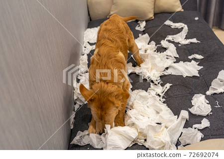Mischief young golden retriever dog playing tissue on sofa Mischief young golden retriever dog playing tissue on sofa 72692074