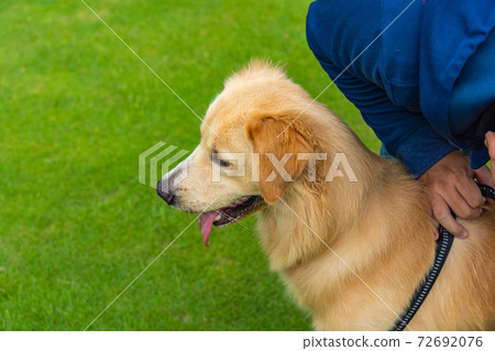 Human release dog leash for his golden retriever dog Human release dog leash for his golden retriever dog 72692076
