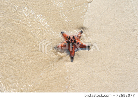 Cute Starfish on the white sand at beautiful beach Cute Starfish on the white sand at beautiful beach 72692077