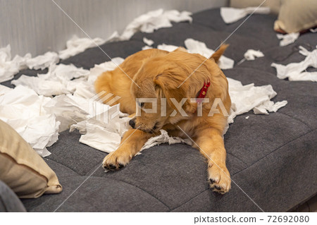 Adorable little golden retriever playing toilet papers on sofa Adorable little golden retriever playing toilet papers on sofa 72692080