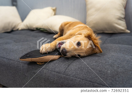 Playful golden retriever puppy biting a shoe on sofa bed Playful golden retriever puppy biting a shoe on sofa bed 72692351