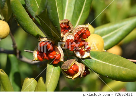 Tobera fruit 72692431