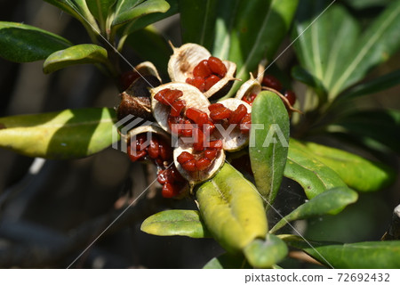 Tobera fruit 72692432