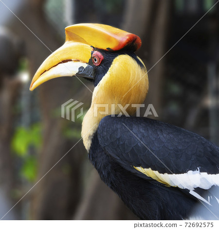 Half shot photo of hornbill standing on tree branch in jungle. Half shot photo of hornbill standing on tree branch in jungle. 72692575